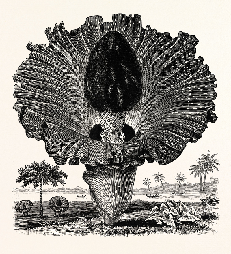 Illustration for article titled Penis panic and the mysterious case of the retracting phallus